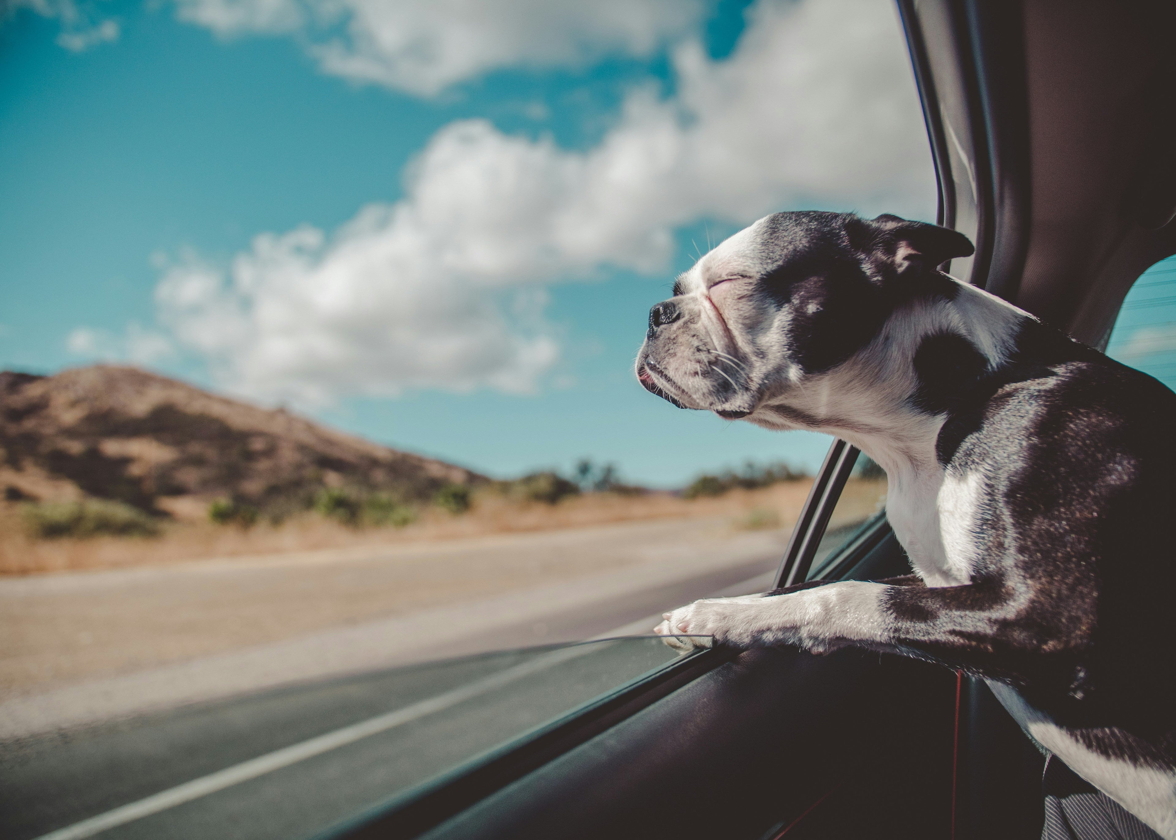 dog enjoying a car ride